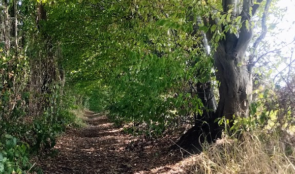 Hedgerows and farmland habitat